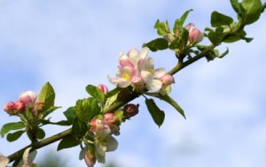 appleblossoms